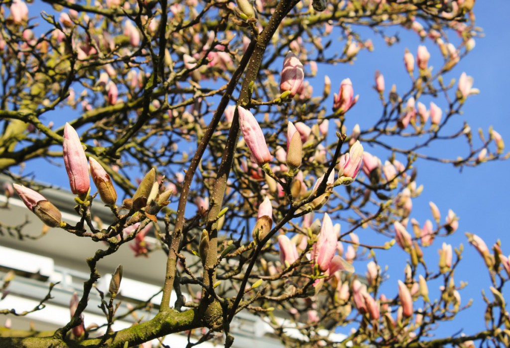 Blumen - 7 - Spring